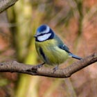 blue tit